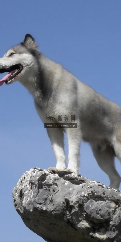 【10826】动物壁纸  2K 高清壁纸2560_1600@青蛙壁纸-笨猫小站
