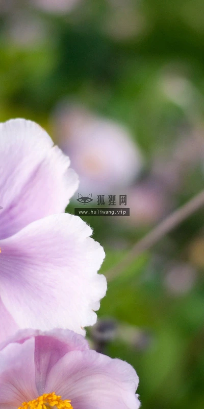 【10958】动物壁纸  2K 高清壁纸2560_1600@青蛙壁纸-笨猫小站