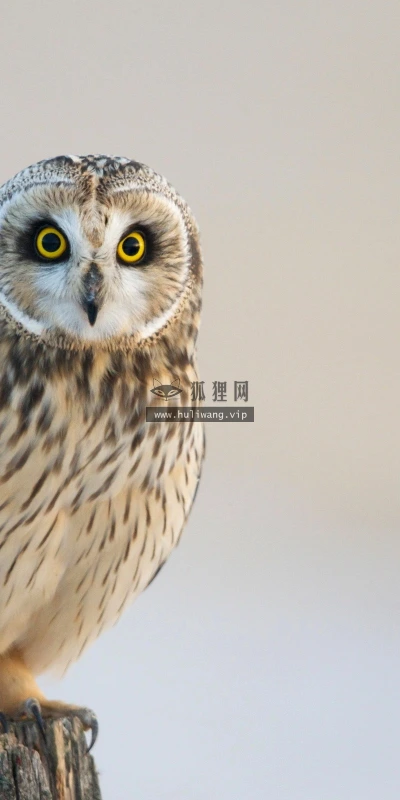 【11217】动物壁纸  2K 高清壁纸2560_1600@青蛙壁纸-笨猫小站