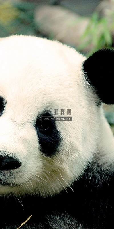 【11247】动物壁纸  2K 高清壁纸2560_1600@青蛙壁纸-笨猫小站