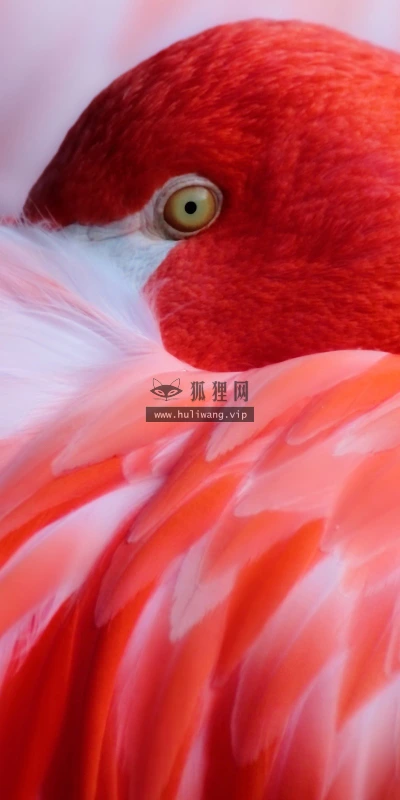 【11346】动物壁纸  2K 高清壁纸2560_1600@青蛙壁纸-笨猫小站