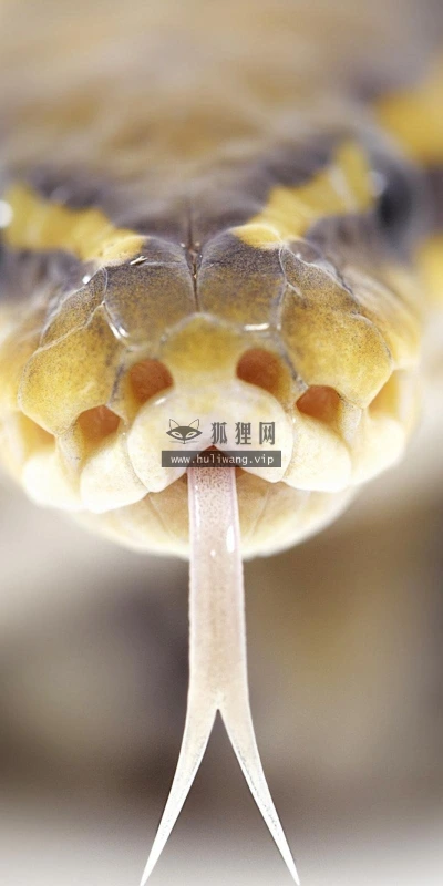 【11409】动物壁纸  2K 高清壁纸2560_1600@青蛙壁纸-笨猫小站