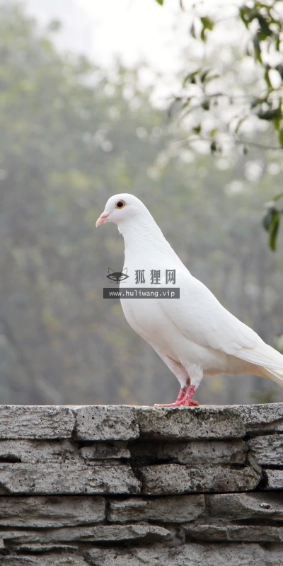 【11729】动物壁纸  4K 超清壁纸3840_2400@青蛙壁纸-笨猫小站