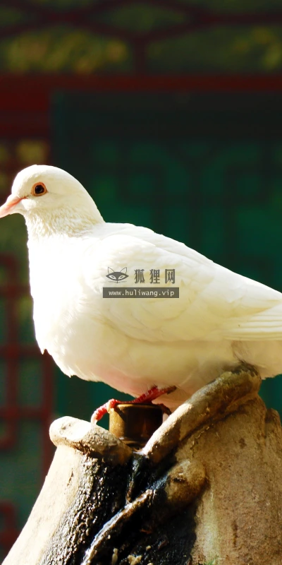 【11759】动物壁纸  4K 超清壁纸3840_2400@青蛙壁纸-笨猫小站