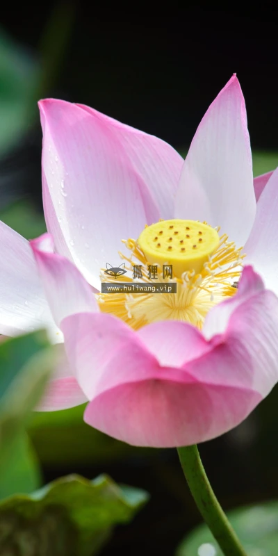 【11839】植物壁纸  4K 超清壁纸3840_2400@青蛙壁纸-笨猫小站