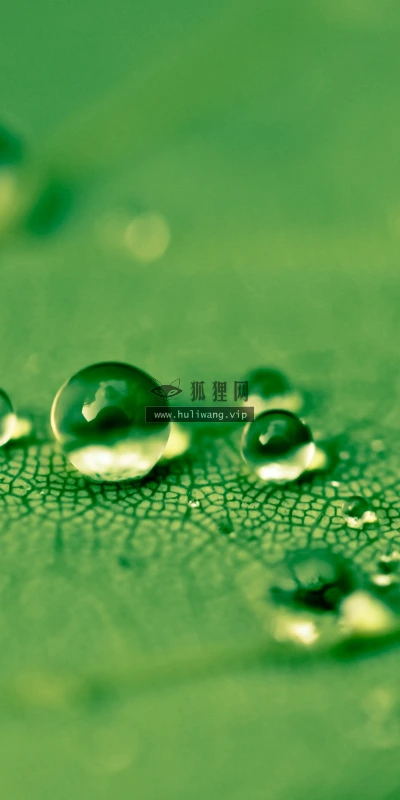 【11886】植物壁纸  4K 超清壁纸3840_2400@青蛙壁纸-笨猫小站