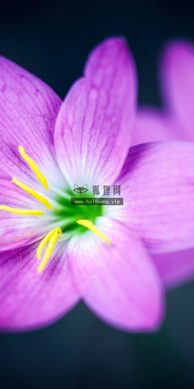 【11924】植物壁纸  4K 超清壁纸3840_2400@青蛙壁纸-笨猫小站