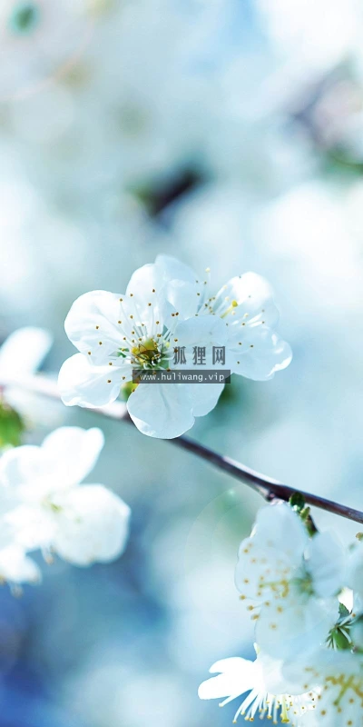 【12388】植物壁纸  2K 高清壁纸2560_1600@青蛙壁纸-笨猫小站