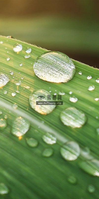 【12421】植物壁纸  2K 高清壁纸2560_1600@青蛙壁纸-笨猫小站