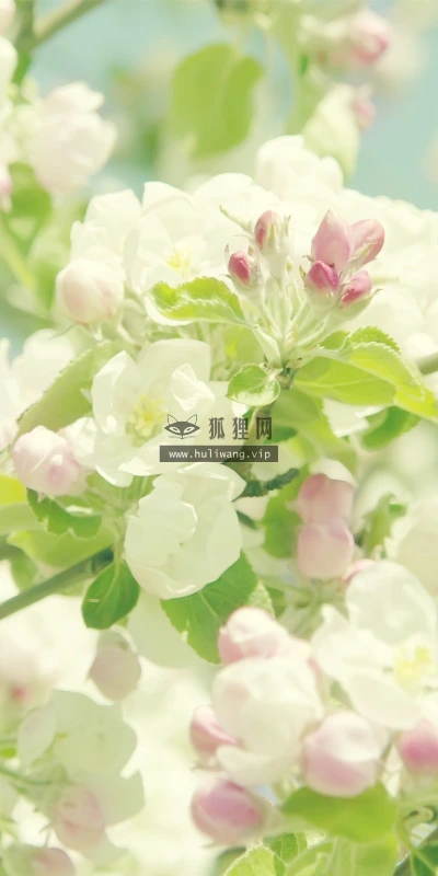 【12442】植物壁纸  2K 高清壁纸2560_1600@青蛙壁纸-笨猫小站