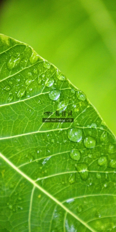 【12541】植物壁纸  2K 高清壁纸2560_1600@青蛙壁纸-笨猫小站