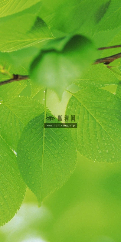 【12724】植物壁纸  2K 高清壁纸2560_1600@青蛙壁纸-笨猫小站