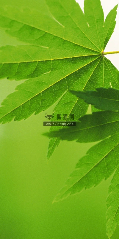 【12732】植物壁纸  2K 高清壁纸2560_1600@青蛙壁纸-笨猫小站