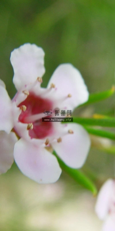 【12775】植物壁纸  2K 高清壁纸2560_1600@青蛙壁纸-笨猫小站