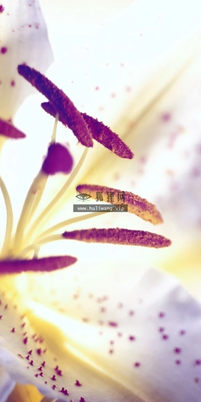 【13017】植物壁纸  2K 高清壁纸2560_1600@青蛙壁纸-笨猫小站