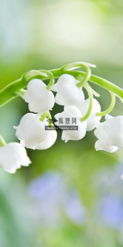 【13026】植物壁纸  2K 高清壁纸2560_1600@青蛙壁纸-笨猫小站