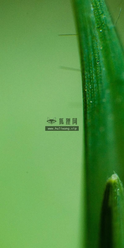 【13082】植物壁纸  2K 高清壁纸2560_1600@青蛙壁纸-笨猫小站
