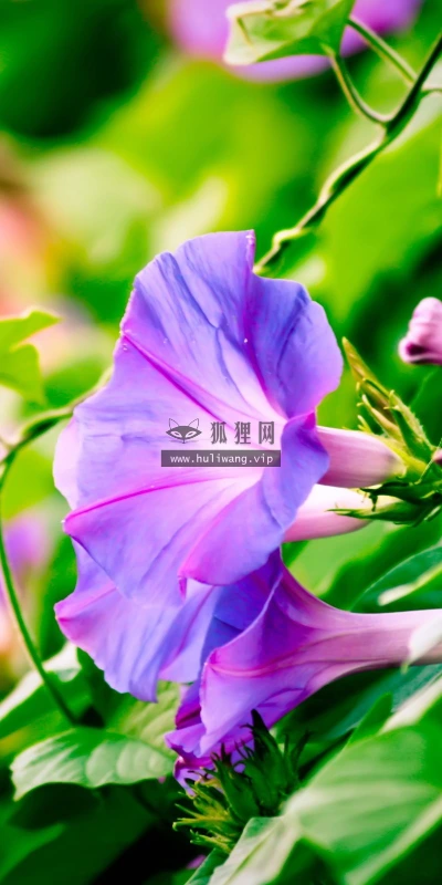 【13125】植物壁纸  2K 高清壁纸2560_1600@青蛙壁纸-笨猫小站