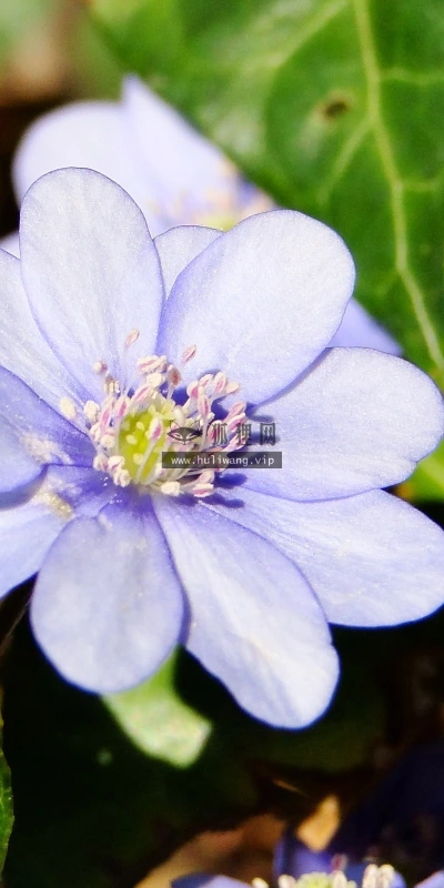 【13167】植物壁纸  2K 高清壁纸2560_1600@青蛙壁纸-笨猫小站