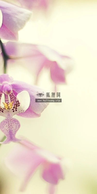 【13184】植物壁纸  2K 高清壁纸2560_1600@青蛙壁纸-笨猫小站
