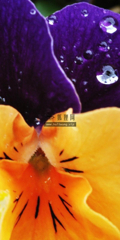 【13187】植物壁纸  2K 高清壁纸2560_1600@青蛙壁纸-笨猫小站