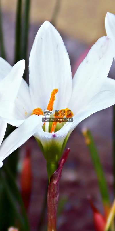 【13190】植物壁纸  2K 高清壁纸2560_1600@青蛙壁纸-笨猫小站