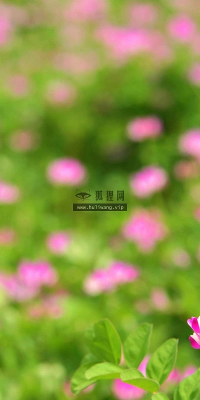 【13246】植物壁纸  2K 高清壁纸2560_1600@青蛙壁纸-笨猫小站