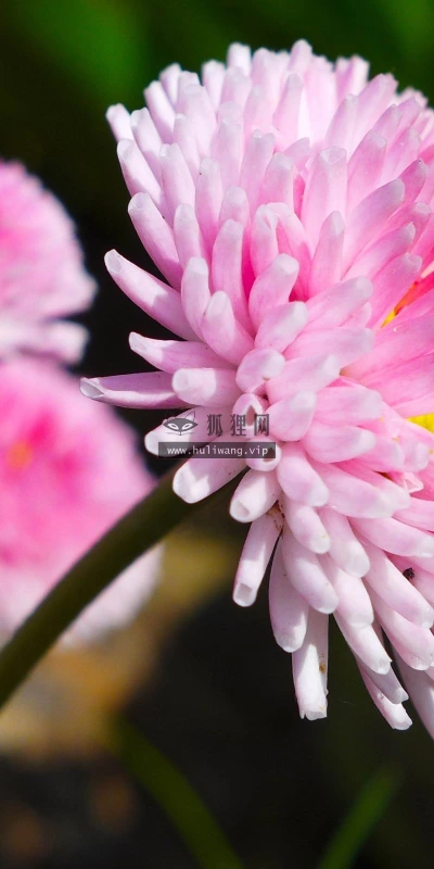 【13261】植物壁纸  2K 高清壁纸2560_1600@青蛙壁纸-笨猫小站