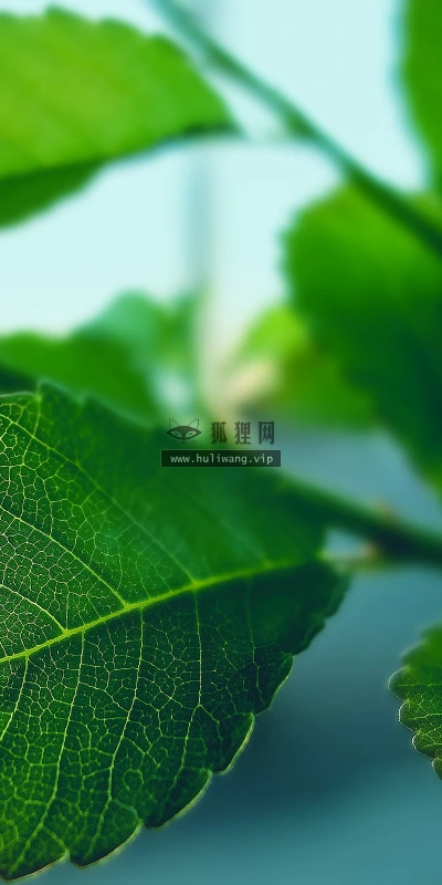【13367】植物壁纸  2K 高清壁纸2560_1600@青蛙壁纸-笨猫小站
