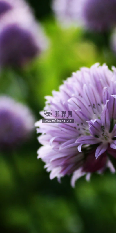 【13442】植物壁纸  2K 高清壁纸2560_1600@青蛙壁纸-笨猫小站
