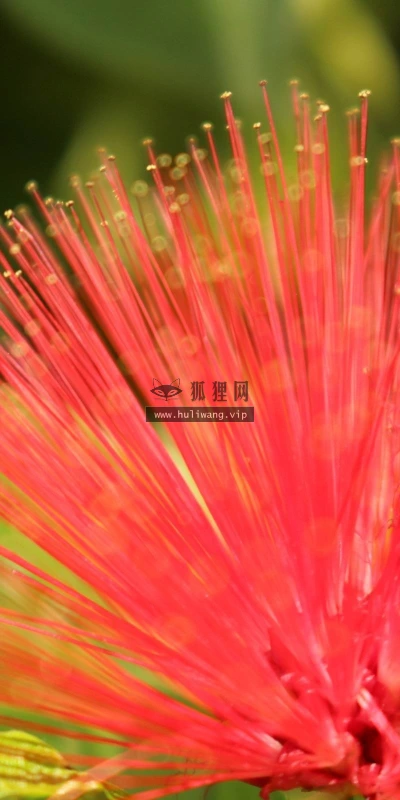 【13562】植物壁纸  2K 高清壁纸2560_1600@青蛙壁纸-笨猫小站