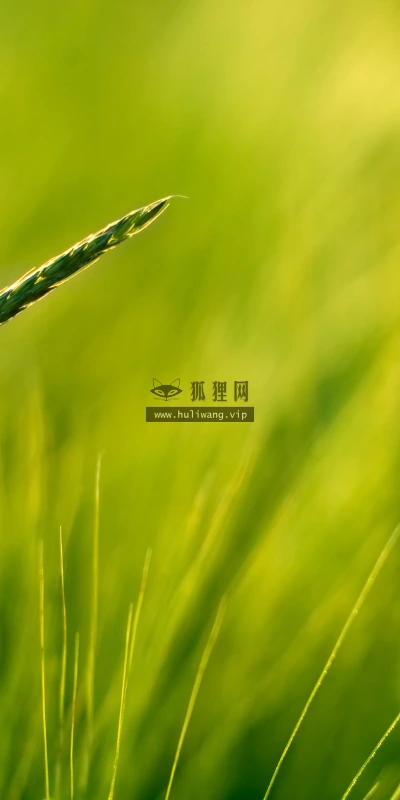 【13647】植物壁纸  2K 高清壁纸2560_1600@青蛙壁纸-笨猫小站