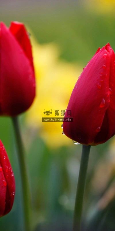 【13845】植物壁纸  2K 高清壁纸2560_1600@青蛙壁纸-笨猫小站