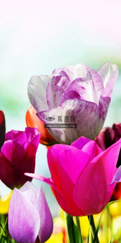 【13860】植物壁纸  2K 高清壁纸2560_1600@青蛙壁纸-笨猫小站