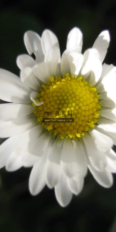 【13974】植物壁纸  2K 高清壁纸2560_1600@青蛙壁纸-笨猫小站