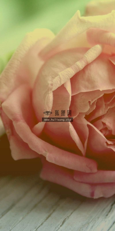 【14068】植物壁纸  2K 高清壁纸2560_1600@青蛙壁纸-笨猫小站