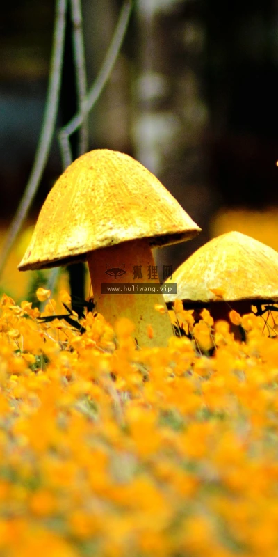 【14150】植物壁纸 蘑菇 摄影  2K 高清壁纸2560_1600@青蛙壁纸-笨猫小站