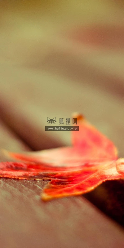 【24675】植物壁纸  2K 高清壁纸2560_1600@青蛙壁纸-笨猫小站