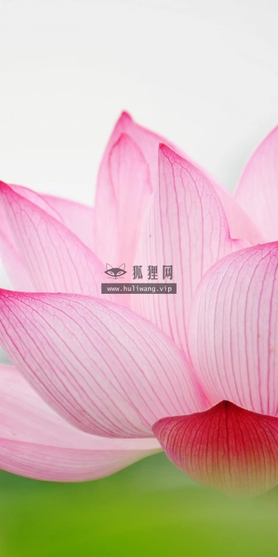 【24704】植物壁纸  2K 高清壁纸2560_1600@青蛙壁纸-笨猫小站