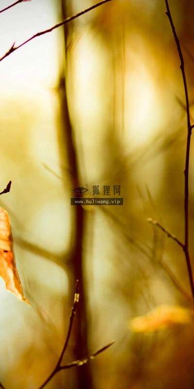 【25019】创意壁纸  2K 高清壁纸2560_1600@青蛙壁纸-笨猫小站